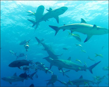 20120517-shark AttacCarcharhinus_perezi_bahamas_feeding.jpg